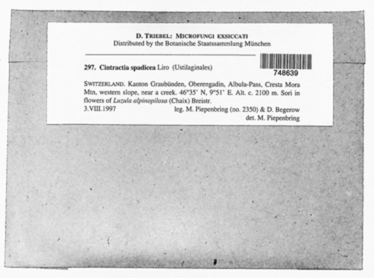 Stegocintractia spadicea image